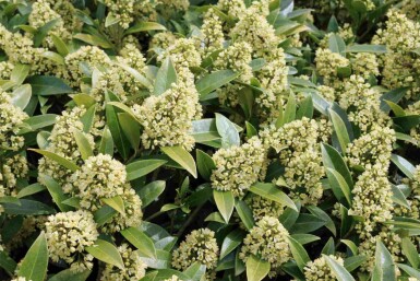 Skimmia Skimmia japonica 'Finchy' buske Skimmia japonica 'Finchy' buske
