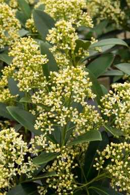 Skimmia Skimmia japonica 'Marlot' buske Skimmia japonica 'Marlot' buske