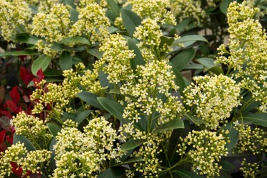 Skimmia Skimmia japonica 'Marlot' buske Skimmia japonica 'Marlot' buske