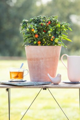 Korallbär Solanum pseudocapsicum buske Solanum pseudocapsicum buske