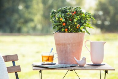 Korallbär Solanum pseudocapsicum buske Solanum pseudocapsicum buske