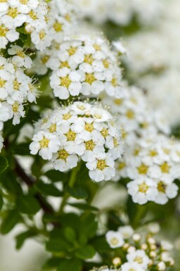Spirea Spiraea arguta buske Spiraea arguta buske