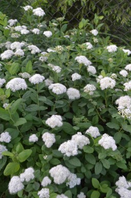 Björkspirea Spiraea betulifolia 'Tor' buske Spiraea betulifolia 'Tor' buske