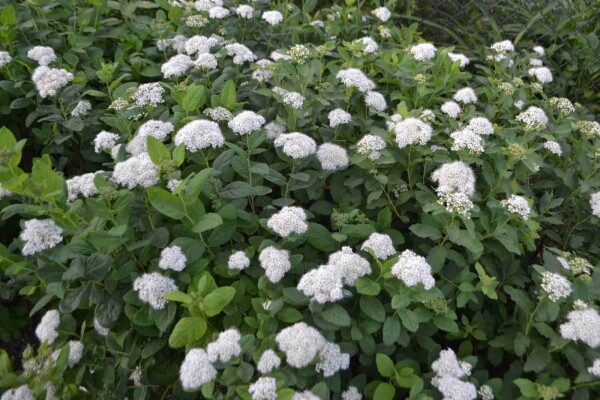 Spiraea betulifolia 'Tor' buske