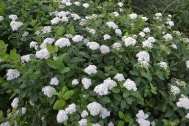 Björkspirea Spiraea betulifolia 'Tor' buske Spiraea betulifolia 'Tor' buske