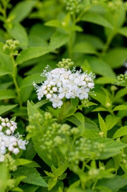 Spiraea japonica 'Albiflora'