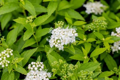 Spiraea japonica 'Albiflora'
