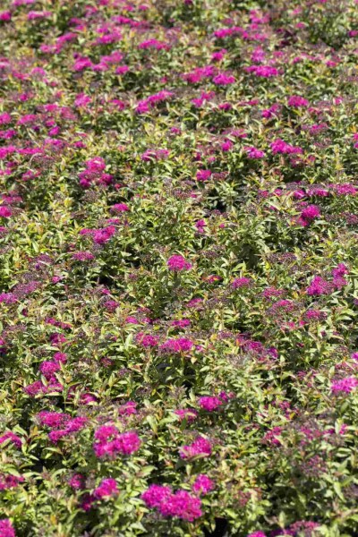 Spiraea japonica 'Anthony Waterer' C3 25-30