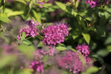 Spiraea japonica 'Anthony Waterer' C3 25-30