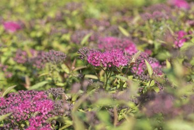 Spiraea japonica 'Anthony Waterer' C3 25-30