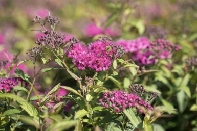 Spiraea japonica 'Anthony Waterer' C3 25-30