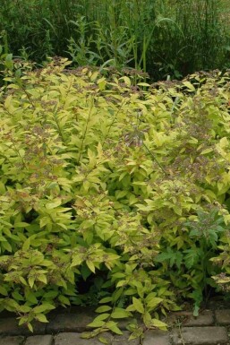 Spirea Spiraea japonica 'Golden Princess' buske Spiraea japonica 'Golden Princess' buske