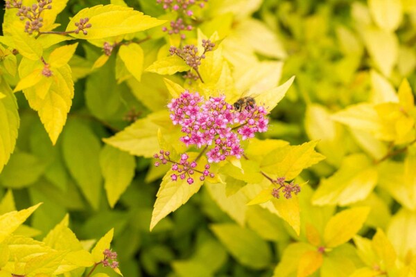 Spiraea japonica 'Golden Princess' buske