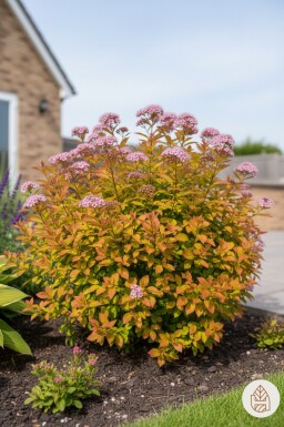 Spiraea japonica 'Goldflame' buske