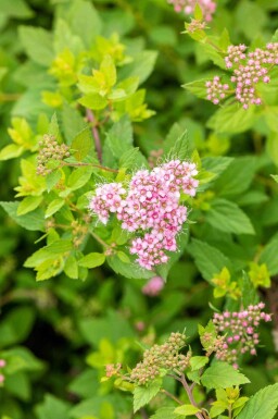 Spiraea japonica 'Little Princess'