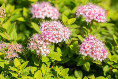 Spiraea japonica 'Little Princess'