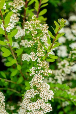Spirea Spiraea nipponica 'Snowmound' buske Spiraea nipponica 'Snowmound' buske