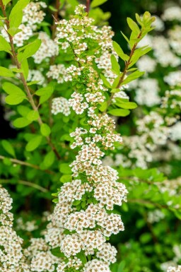 Spirea Spiraea nipponica 'Snowmound' buske Spiraea nipponica 'Snowmound' buske