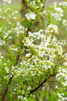 Spirea Spiraea thunbergii buske Spiraea thunbergii buske