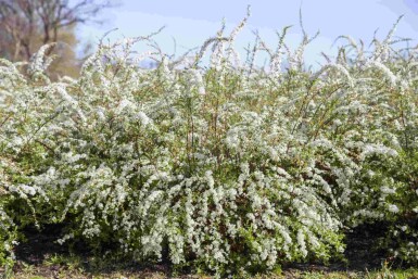 Spirea Spiraea thunbergii buske Spiraea thunbergii buske