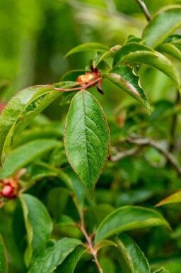 Japansk stewartia Stewartia pseudocamellia buske Stewartia pseudocamellia buske