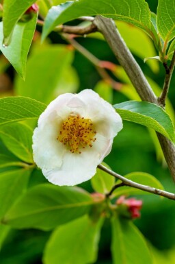 Japansk stewartia Stewartia pseudocamellia buske Stewartia pseudocamellia buske