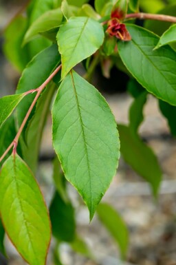Stewartia pseudocamellia
