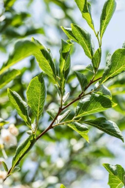 Japansk snödropsträd Styrax japonicus buske Styrax japonicus buske