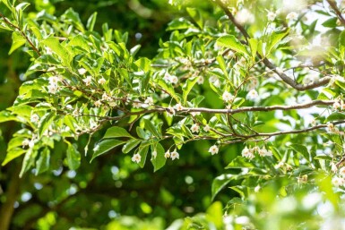 Japansk snödropsträd Styrax japonicus buske Styrax japonicus buske