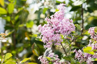 Symphoricarpos chenaultii 'Hancock' C1,7 15-20
