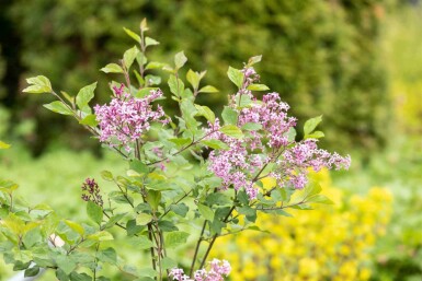 Symphoricarpos chenaultii 'Hancock' C1,7 15-20