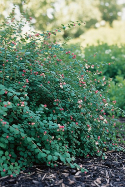 Symphoricarpos chenaultii 'Hancock' buske
