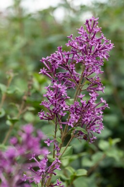 Syren Syringa 'Bloomerang Dark Purple' buske Syringa 'Bloomerang Dark Purple' buske
