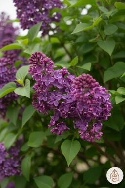 Syringa 'Bloomerang Dark Purple' buske