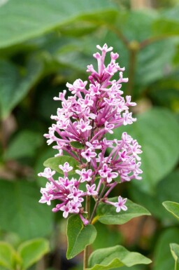 Syrén Syringa 'Josée' buske Syringa 'Josée' buske