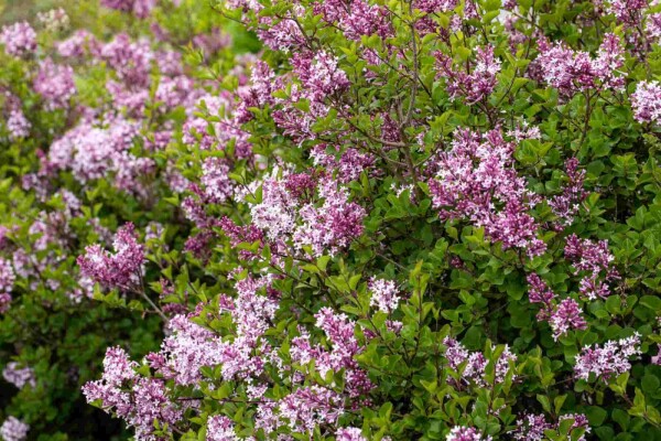 Syringa meyeri 'Palibin'