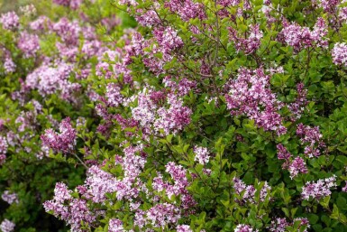 Dvärgsyren Syringa meyeri 'Palibin' buske Syringa meyeri 'Palibin' buske