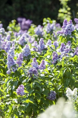 Syren Syringa vulgaris buske Syringa vulgaris buske