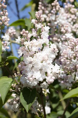 Syren Syringa vulgaris 'Beauty of Moscow' buske Syringa vulgaris 'Beauty of Moscow' buske