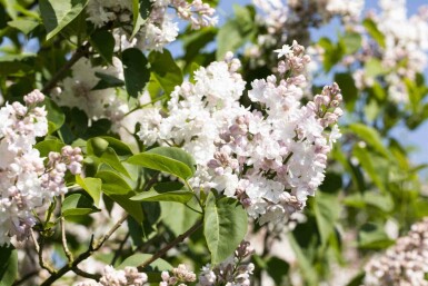 Syren Syringa vulgaris 'Beauty of Moscow' buske Syringa vulgaris 'Beauty of Moscow' buske