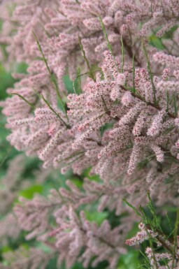 Tamarisk Tamarix gallica buske Tamarix gallica buske