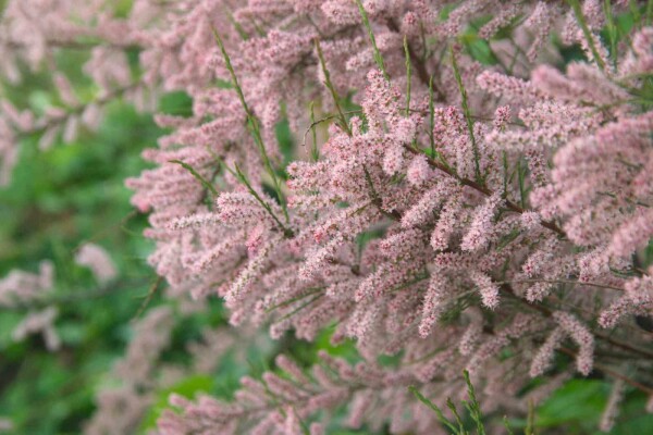Tamarix gallica
