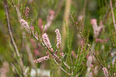 Tamarisk Tamarix parviflora buske Tamarix parviflora buske