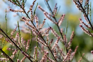 Tamarix parviflora