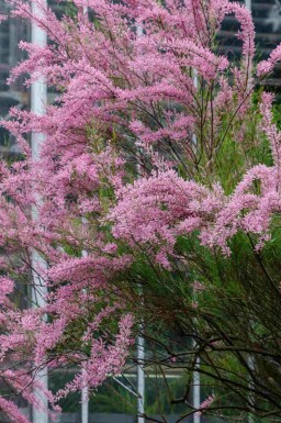 Tamarisk Tamarix ramosissima buske Tamarix ramosissima buske