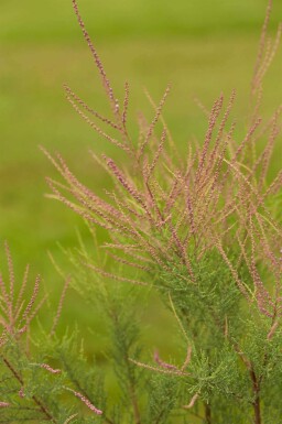 Tamarisk Tamarix ramosissima 'Pink Cascade' buske Tamarix ramosissima 'Pink Cascade' buske