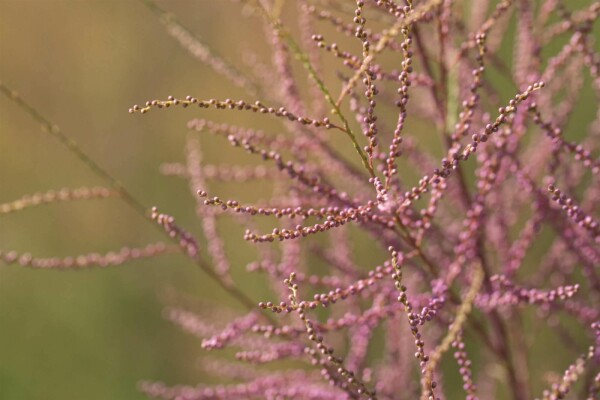 Tamarix ramosissima 'Pink Cascade'