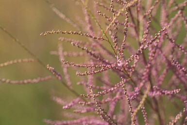 Tamarisk Tamarix ramosissima 'Pink Cascade' buske Tamarix ramosissima 'Pink Cascade' buske