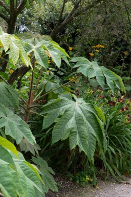 Pappersväxt Tetrapanax papyrifer 'Rex' buske Tetrapanax papyrifer 'Rex' buske
