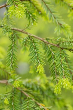 Hemlockgran Tsuga canadensis buske Tsuga canadensis buske